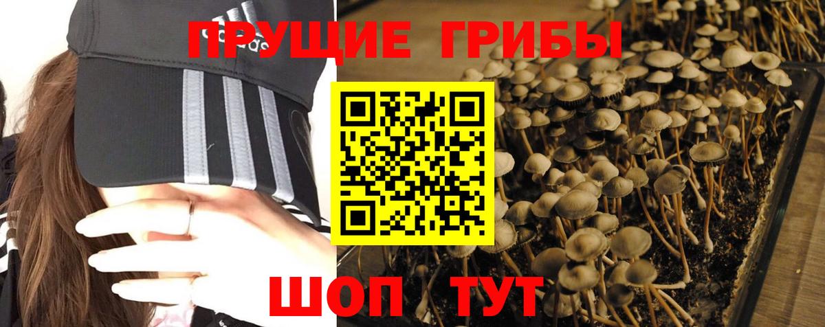 Галлюциногенные грибы Psilocybe Аргун